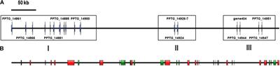 Diverse Trajectories Drive the Expression of a Giant Virus in the Oomycete Plant Pathogen Phytophthora parasitica